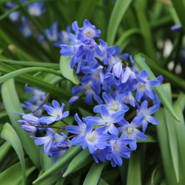 Chionodoxa 'Blue Giant'