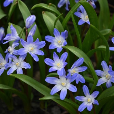 Chionodoxa 'Blue Giant'