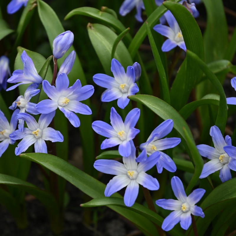 Chionodoxa 'Blue Giant'