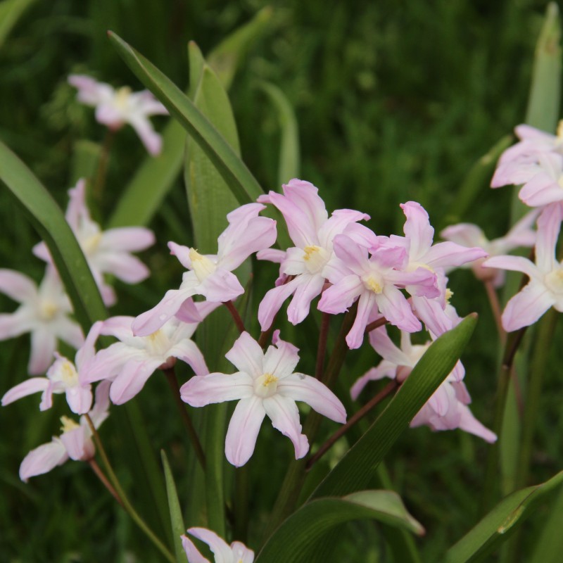 Chionodoxa 'Pink Giant'