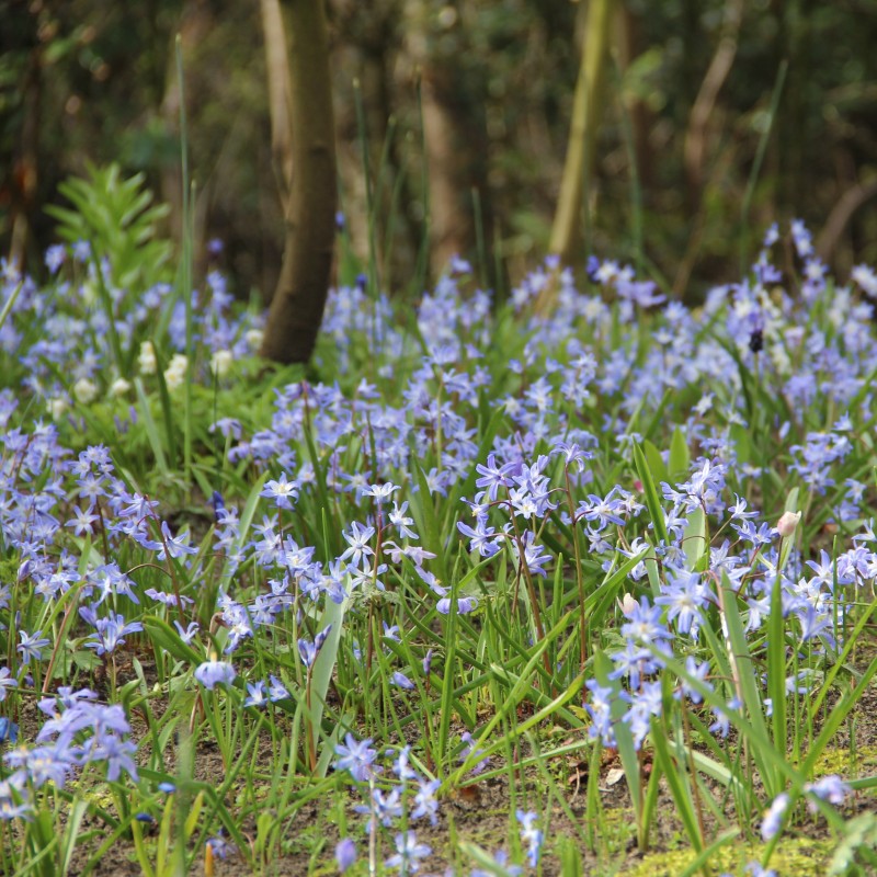 Chionodoxa luciliae