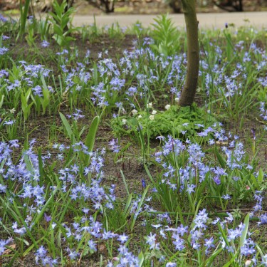 Chionodoxa luciliae