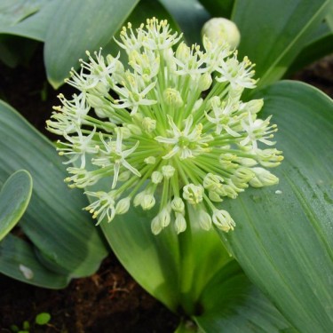 Allium karataviense 'Ivory Queen'