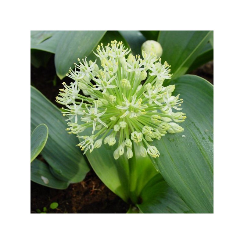 Allium karataviense 'Ivory Queen'