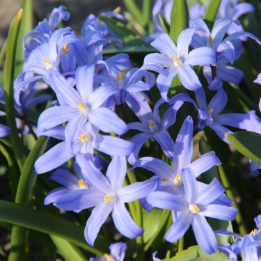 Chionodoxa luciliae