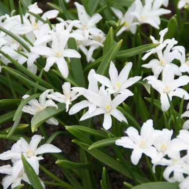 Chionodoxa luciliae 'Alba' Chionodoxa luciliae 'Alba'
