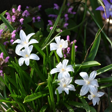 Chionodoxa luciliae 'Alba' Chionodoxa luciliae 'Alba'