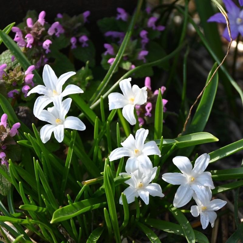 Chionodoxa luciliae 'Alba' Chionodoxa luciliae 'Alba'