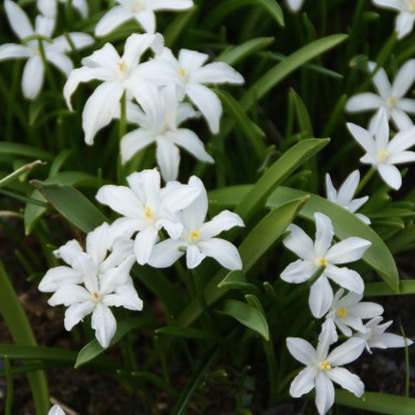 Chionodoxa luciliae 'Alba'