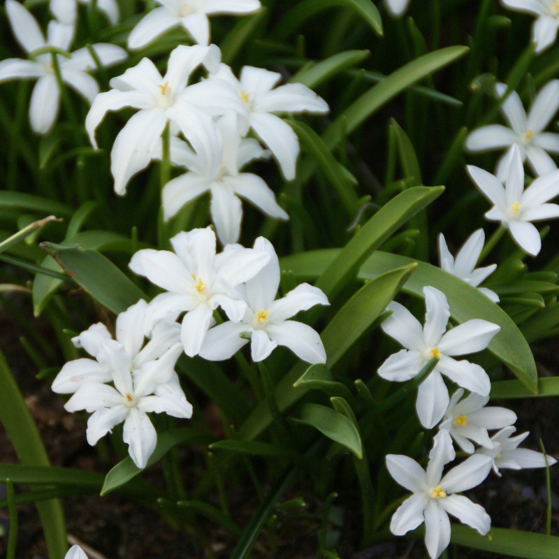 Chionodoxa luciliae 'Alba' Chionodoxa luciliae 'Alba'