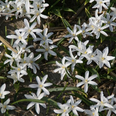 Chionodoxa luciliae 'Alba' Chionodoxa luciliae 'Alba'