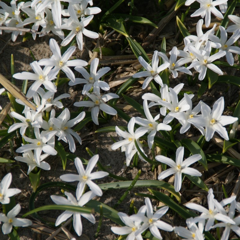 Chionodoxa luciliae 'Alba' Chionodoxa luciliae 'Alba'