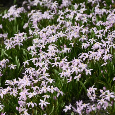 Chionodoxa luciliae 'Rose Queen'