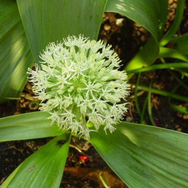 Allium karataviense 'Ivory Queen'