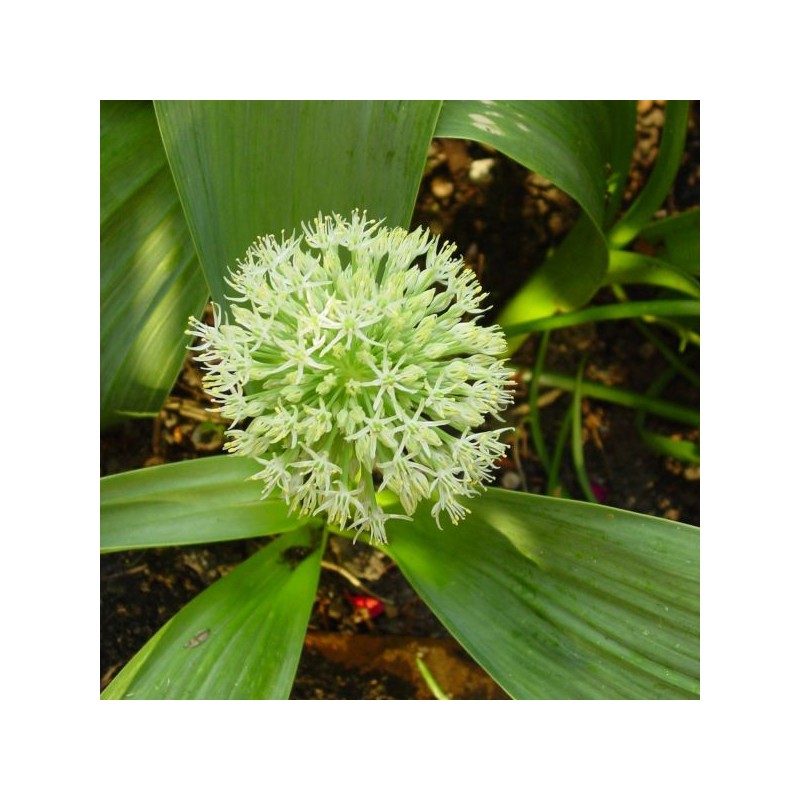Allium karataviense 'Ivory Queen'