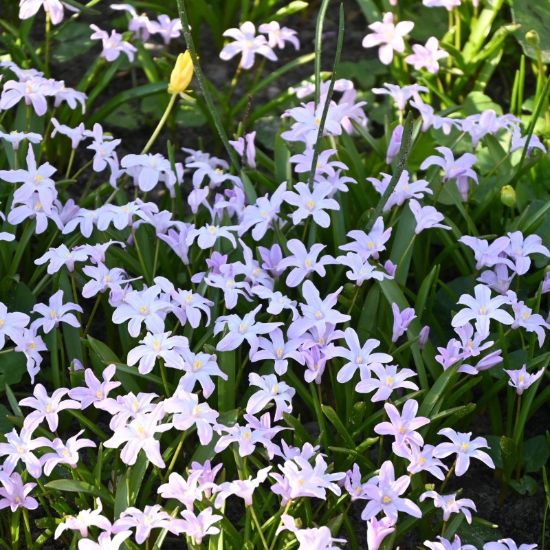 Chionodoxa luciliae 'Rose Queen'
