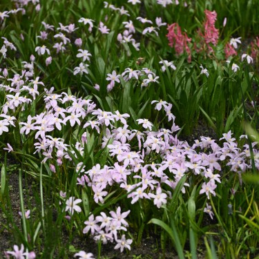 Chionodoxa luciliae 'Rose Queen'