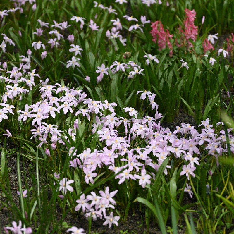 Chionodoxa luciliae 'Rose Queen'