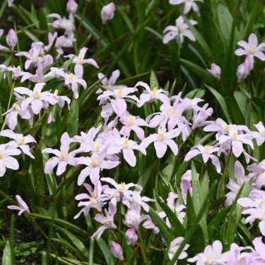 Chionodoxa luciliae 'Rose Queen'
