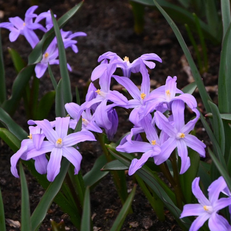 Chionodoxa luciliae 'Violet Beauty' Chionodoxa luciliae 'Violet Beauty'