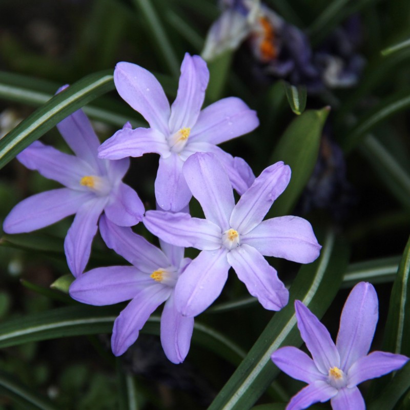 Chionodoxa luciliae 'Violet Beauty' Chionodoxa luciliae 'Violet Beauty'