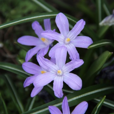Chionodoxa luciliae 'Violet Beauty' Chionodoxa luciliae 'Violet Beauty'