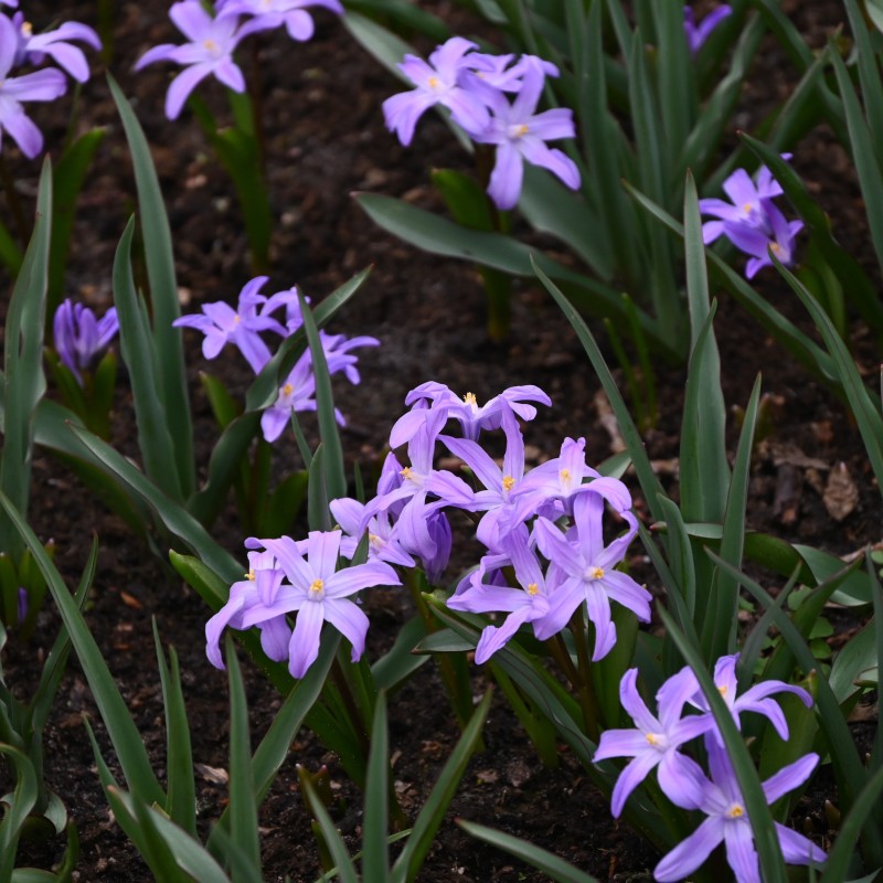 Chionodoxa luciliae 'Violet Beauty' Chionodoxa luciliae 'Violet Beauty'