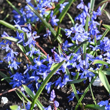 Chionodoxa sardensis Chionodoxa sardensis