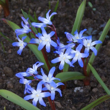 Chionodoxa siehei