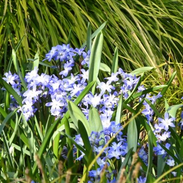 Chionodoxa siehei