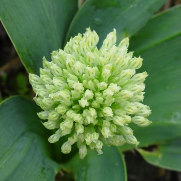 Allium karataviense 'Ivory Queen'