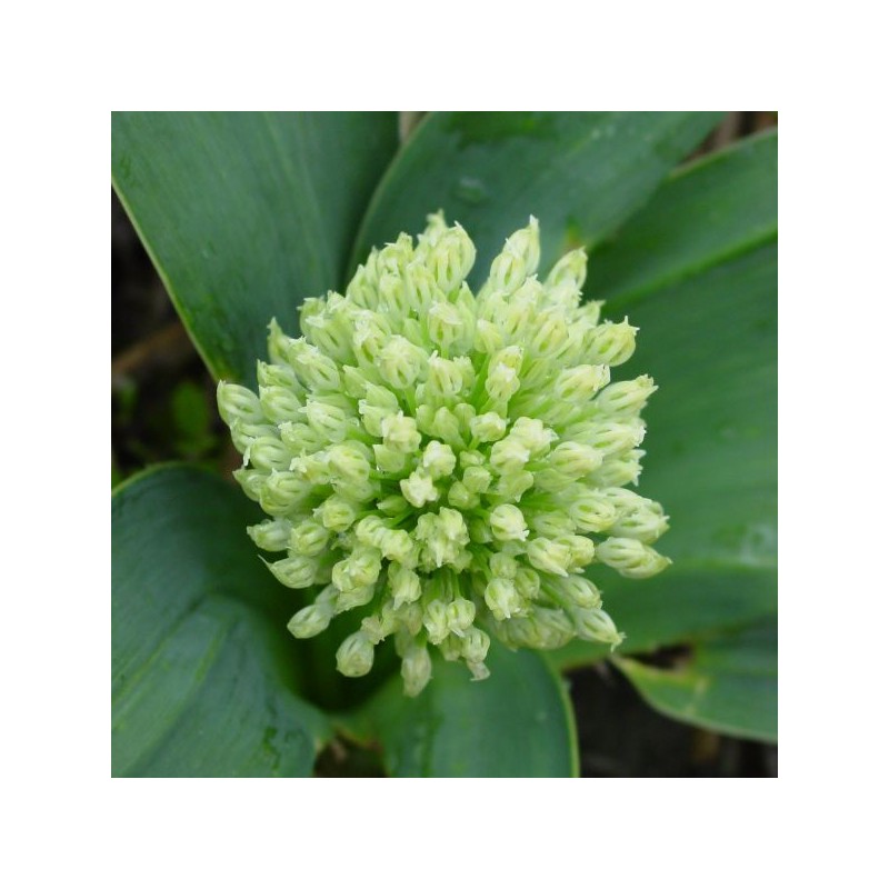 Allium karataviense 'Ivory Queen'