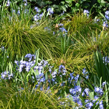Chionodoxa siehei