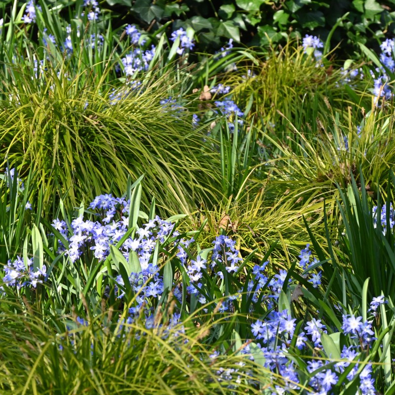Chionodoxa siehei