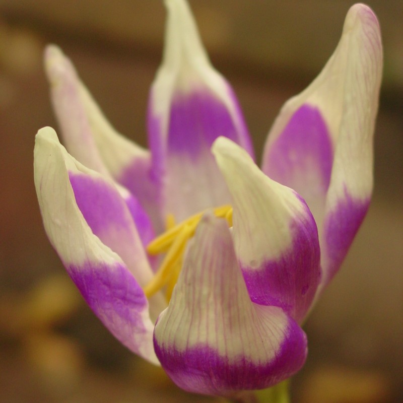 Colchicum 'Harlekijn'