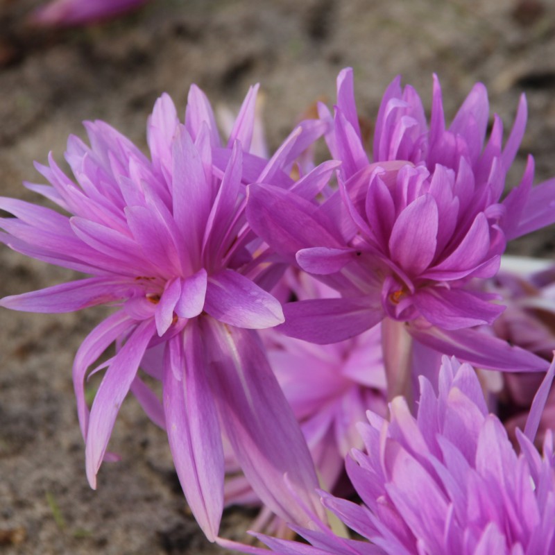 Colchicum 'Waterlily'