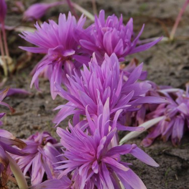 Colchicum 'Waterlily'