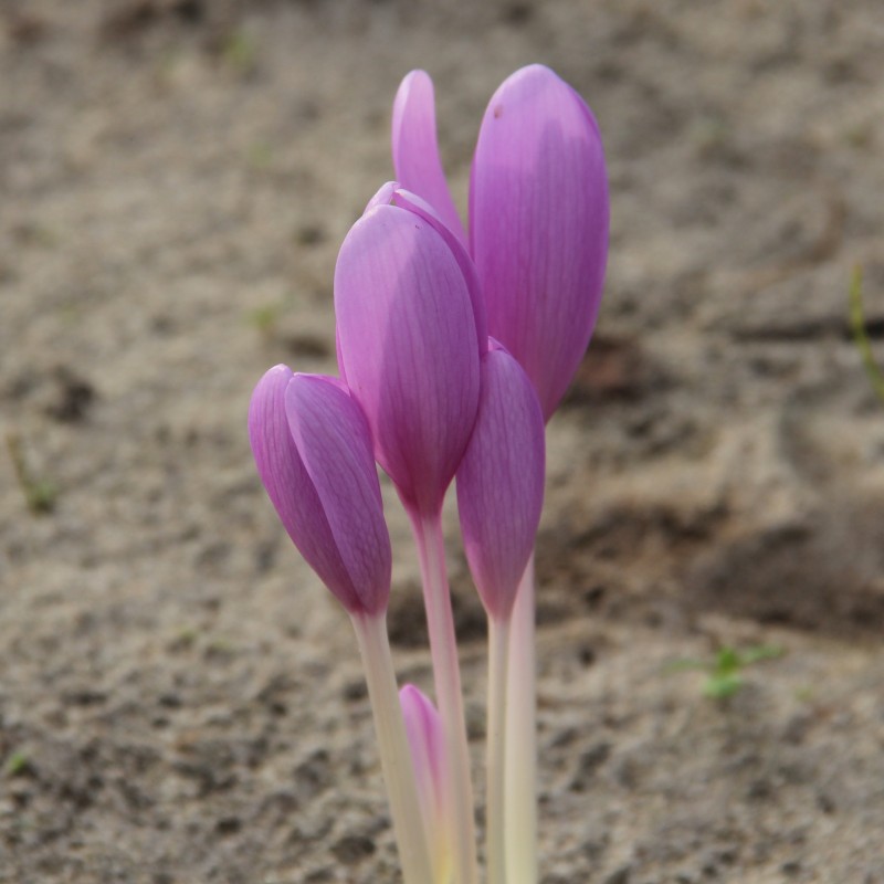 Colchicum autumnale