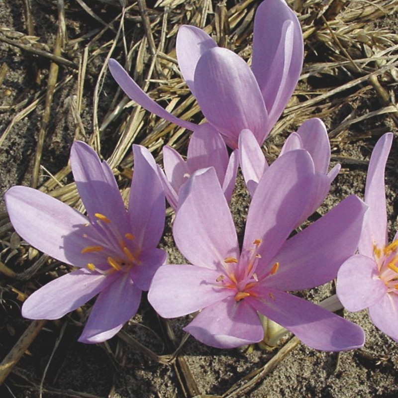 Colchicum autumnale