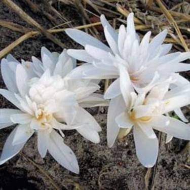 Colchicum autumnale 'Alboplenum'