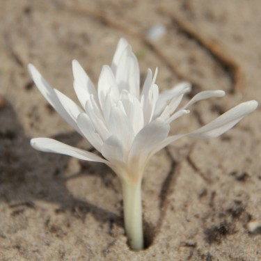 Colchicum autumnale 'Alboplenum'