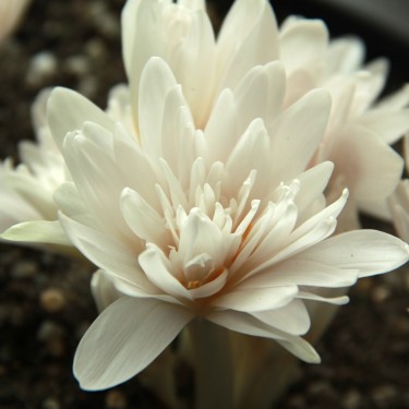 Colchicum autumnale 'Alboplenum'