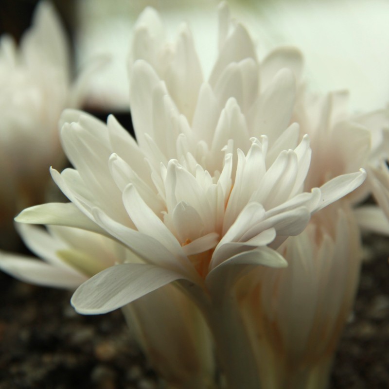 Colchicum autumnale 'Alboplenum'