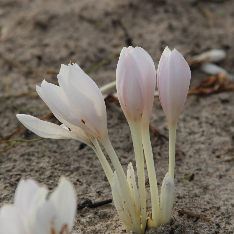 Colchicum autumnale 'Album'