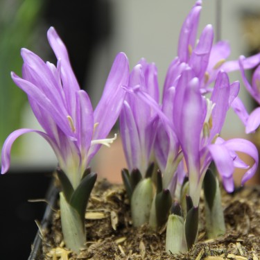 Colchicum bulbocodium