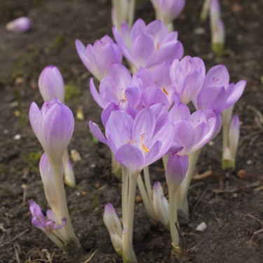 Colchicum byzantinum