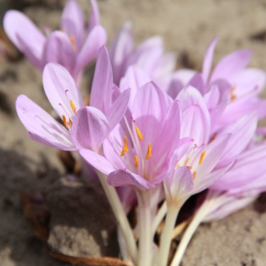 Colchicum byzantinum