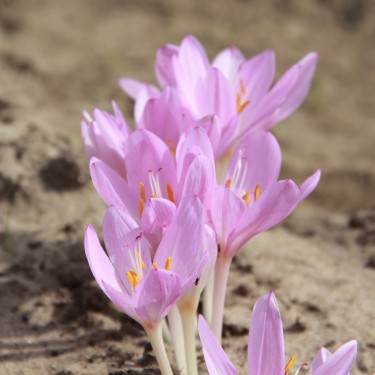 Colchicum byzantinum