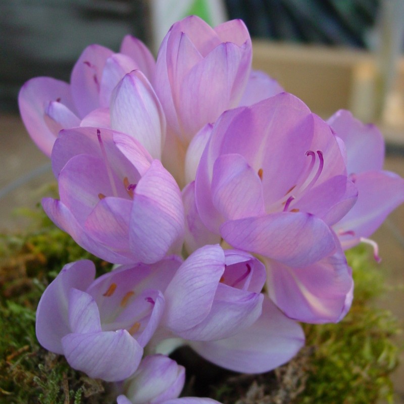 Colchicum byzantinum