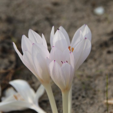 Colchicum byzantinum 'Innocence'